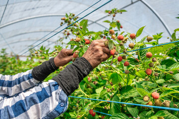 Farmer's hands picking ripe raspberries in a greenhouse in Almograve-Portugal. Their experienced and dedicated hands delicately handle the fruits and take meticulous care of the harvesting process.