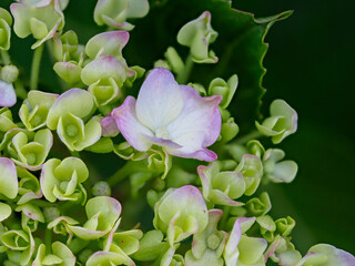 咲き始めた紫陽花の花
