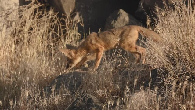 4k slow motion video of a young Kit Fox in late evening light, stalking something hidden in the dry grass, and then sniffing at a spot after finding nothing there. 