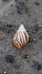 Snail Amphidromus (Amphidromus) on damp ground in the morning dew.