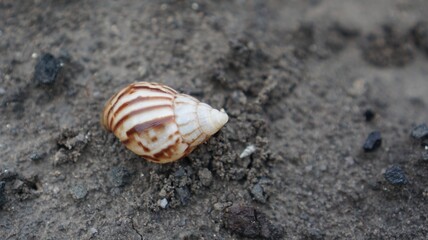 Snail Amphidromus (Amphidromus) on damp ground in the morning dew.