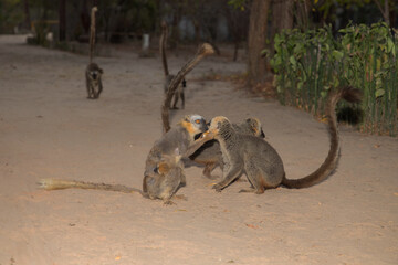 brown lemur Eulemur fulvus in Lemur Park, Madagascar