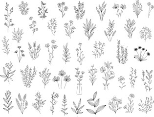 Herbal Collection. Editable line art monochrome Design. Set of linear floral designs, medicine flowers and plants. Vector illustration