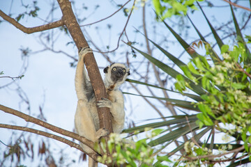 Verreaux's white sifaka with dark head Madagascar island fauna.