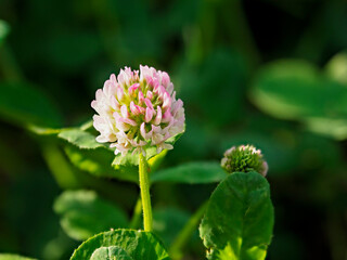 公園に咲くモモイロシロツメクサのクローズアップ