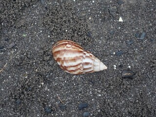 Snail Amphidromus (Amphidromus) on damp ground in the morning dew.