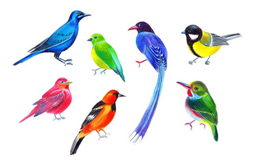 colorful birds pencil illustration drawn by hands by color pencils
