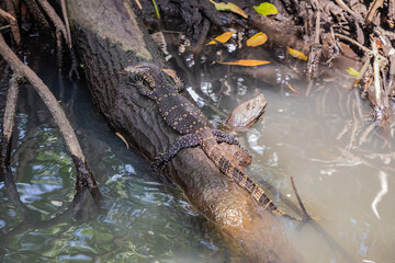 Asian water monitor Varanus salvator is swimming on river.