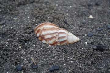 Snail Amphidromus (Amphidromus) on damp ground in the morning dew.