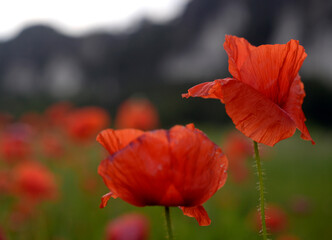 Fototapeta premium Common Poppy Flower (Papaver rhoeas) in bloom