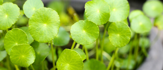 Centella asiatica (gotu kola). Fresh green leaves herb background.