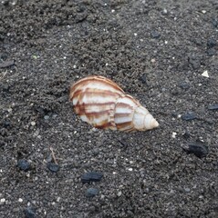Snail Amphidromus (Amphidromus) on damp ground in the morning dew.