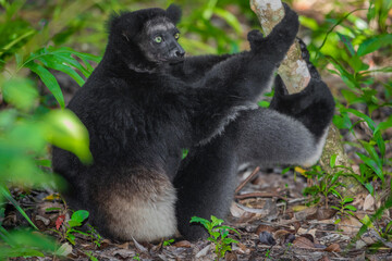 Lemur Indri indri, babakoto largest lemur from Madagascar