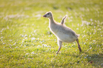 adorable baby goose walking around in the grass, riverside of River Thames, Berkshire, spring summer