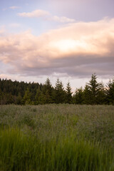 Dramatic sunset clouds over forest trees and field