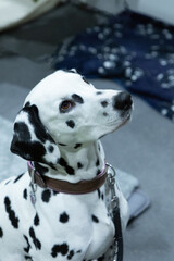 Adorable Dalmatian dog with human indoors. Lovely pet