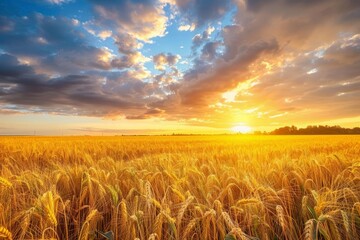 golden wheat field under dramatic cloudy sky at sunset idyllic rural landscape panorama