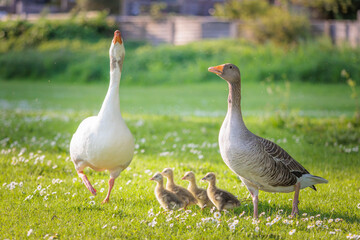 adorable baby goose following parent goose around in the grass, riverside of River Thames, Berkshire, spring summer