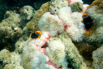 Clown Fish & Anemone 