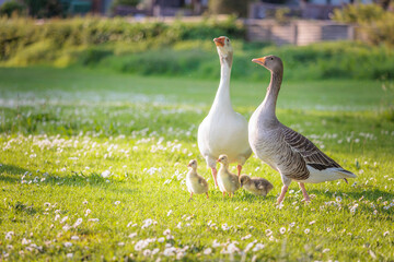 adorable baby goose walking around in the grass, riverside of River Thames, Berkshire, spring summer