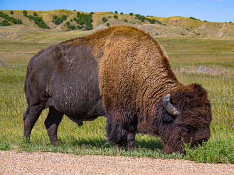 American bison bull grazing on grass in South Dakota badlands