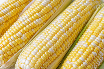 Yellow fresh ears of sweet corn background. Fresh raw corncob with yellow and white grains macro texture, top view, close up. Abstract food background, harvest season, healthy organic food.