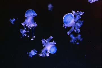 Group of fluorescent jellyfish swimming underwater aquarium pool. The spotted australian jellyfish,...