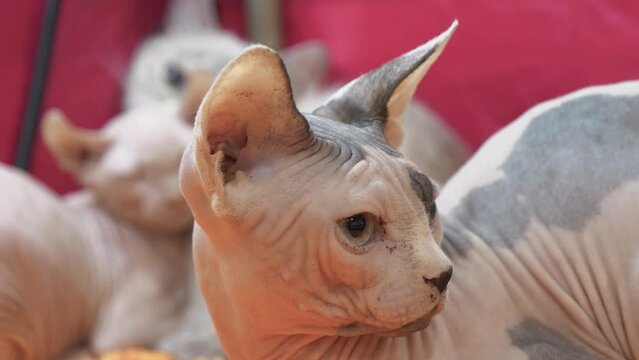 Sphynx cat or Canadian Sphynx - breed of cat known for its lack of fur. Sphynx was developed through selective breeding. Hairlessness in cats - naturally occurring genetic mutation