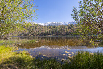 serene lake in the woods