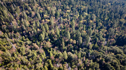 Aerial green forest