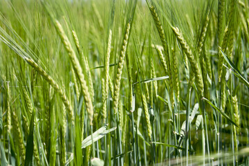 Getreide und Korn in hellgrün auf einem Feld