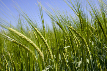 Getreide und Korn in hellgrün und mit leichtem Himmel