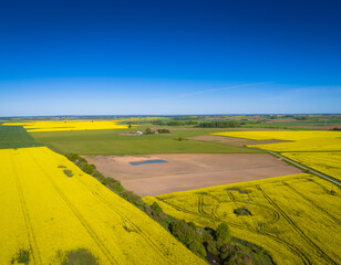 Yellow rapeseed field with stripes and abstract landscape. Aerial canola view