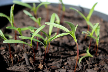 Close up of young seedlings growing in a bed at home