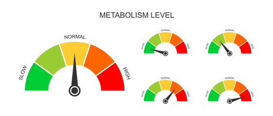 Set of metabolism meter dashboards with arrows. Different metabolic levels from slow to high. Charts of rate which body converts foods and drinks into energy. Vector flat illustration.