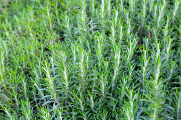 Rosemary plant, Fresh herb in the garden