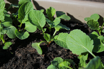 Close up of young radish seedlings growing in a bed at home