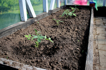 Young tomato seedling plants growing in a greenhouse