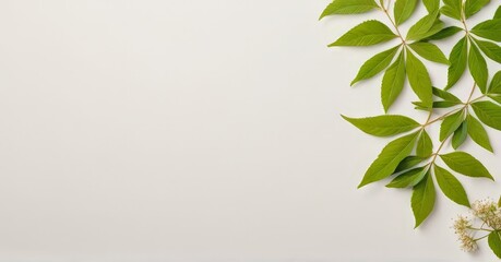 Obraz premium Green Leaves on White Background