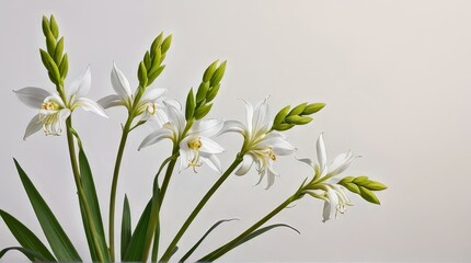 Fototapeta premium White Flowers with Green Buds
