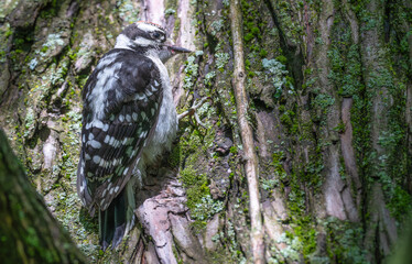Closeup of a downy woodpecker