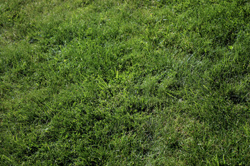 Abstract green lawn grass background