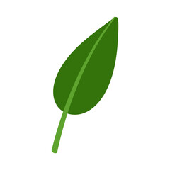 green leaves on white background