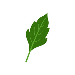 green leaves on white background