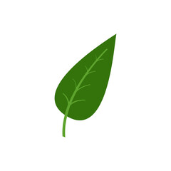 green leaves on white background