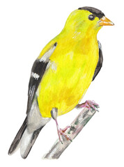 American Goldfinch Yellow bird Hand painted animal illustration Png clipart with transparent background Nursery educational wild life Original handdrawn design