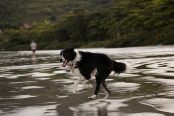 Border collie correndo na praia