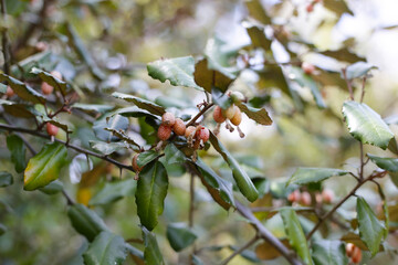 Fruits of elaeagnus pungens, Thorny-Olive