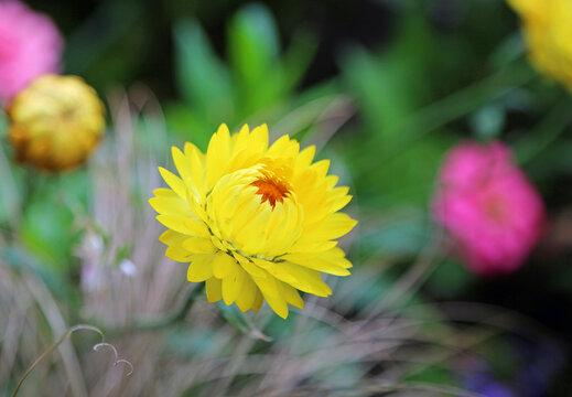 Yellow strawflower