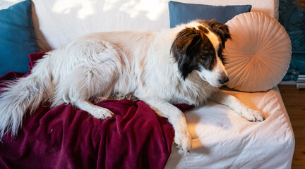 cute white dog sleeping on sofa bed